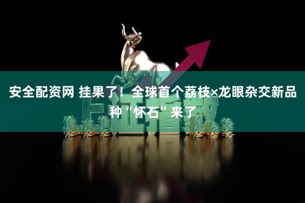 安全配资网 挂果了！全球首个荔枝×龙眼杂交新品种“怀石”来了